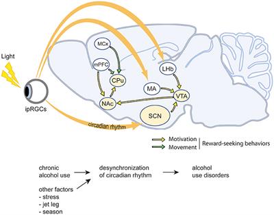 Purinergic Signaling in Neuron-Astrocyte Interactions, Circadian Rhythms, and Alcohol Use Disorder